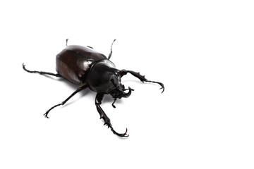 Male Rhinoceros beetle