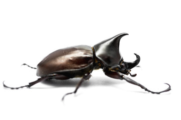 Male Rhinoceros beetle