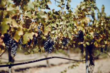 Red Grapes with Green Leaves on the Vine