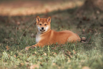 Beautiful Young Red Shiba Inu Puppy Dog