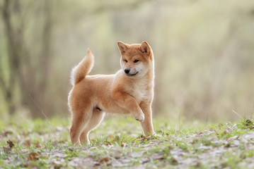 Beautiful Young Red Shiba Inu Puppy Dog - obrazy, fototapety, plakaty