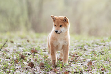 Beautiful Young Red Shiba Inu Puppy Dog