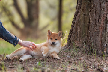 Beautiful Young Red Shiba Inu Puppy Dog