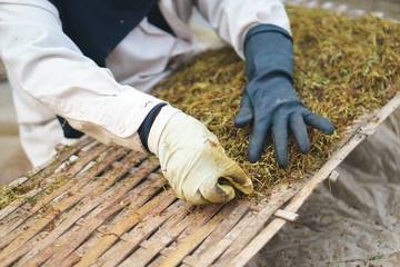 Drying tobacco leaves