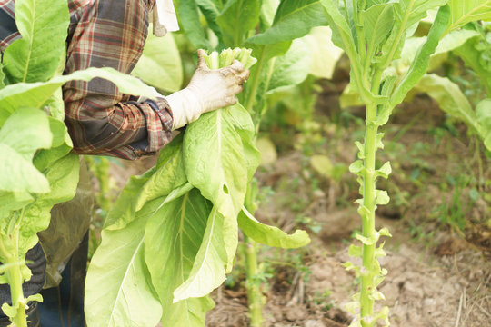 Farmer harvest tobacco