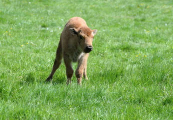 so alone, cute buffalo calf in the gras