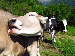 cow sticking out tongue to lick and groom itself
