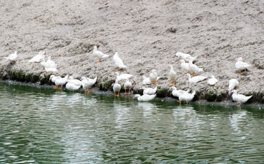 sun ducks