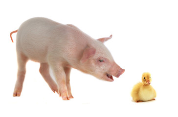 duck and pig