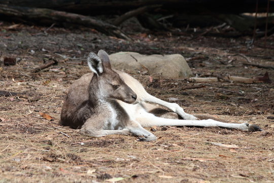 Kangaroo 1