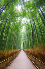 Fototapeta premium Path to bamboo forest, Arashiyama, Kyoto, Japan.
