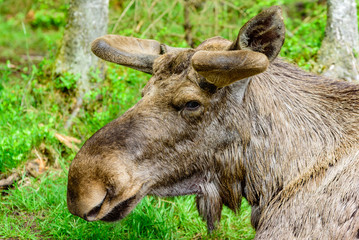Naklejka na ściany i meble Moose (Alces alces), here a portrait of an adult bull seen from the side. New and fresh antlers grow each year under the soft velvet.