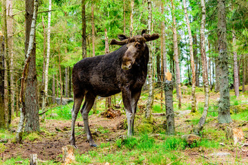 Moose (Alces alces), here an adult bull with fresh growing antlers under the soft velvet is standing in the forest.