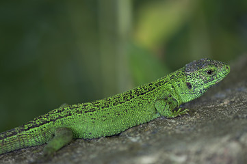 Green lizard on the stone background