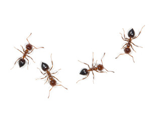 ants on a white background © studybos