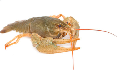 Fresh cancer on a white background