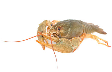 live cancer on a white background