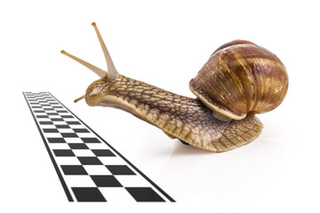 Garden snail (Helix aspersa) approaching the finish line on white background. Teamwork concept, competition.