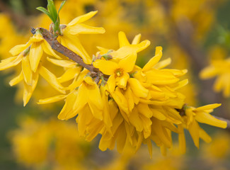 yellow flowers as background