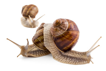 Three garden snails (Helix aspersa) isolated on white background. Teamwork concept