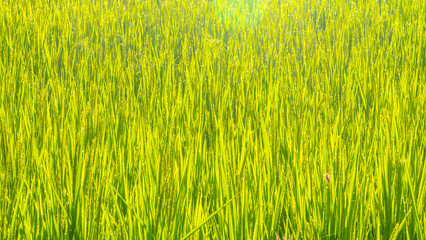 Close up of green paddy rice. Green ear of rice in paddy rice fi