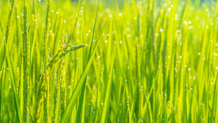Close up of green paddy rice. Green ear of rice in paddy rice fi