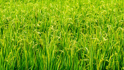 Close up of green paddy rice. Green ear of rice in paddy rice fi