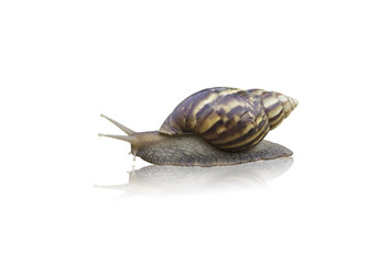 snail isolate on white background