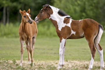 Cute chestnut and Paint Foals at pasture,greeting each 
