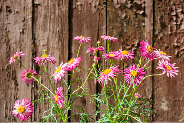 pink chamomile flowers on old wooden background