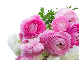 Pink and white ranunculus flowers