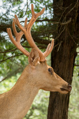 Barasingha