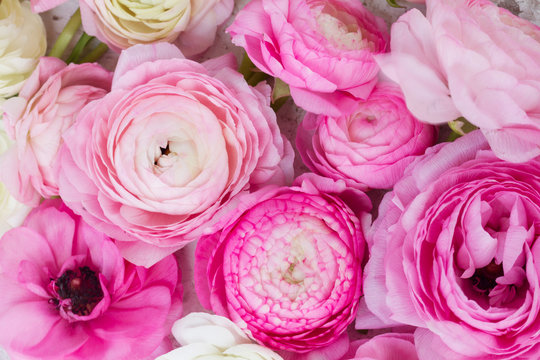 Fototapeta Pink and white ranunculus flowers