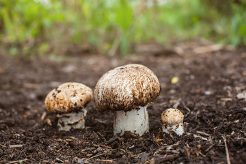 Champignon growing in the forest. Forest mushroom Agaricus macrosporus growing group in the forest.