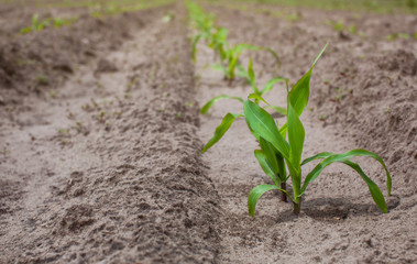 Field planted with corn, in the foreground a young bush corn. Sp