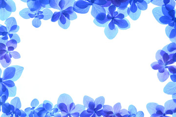 Fototapeta na wymiar 青色のアジサイの花　白背景 