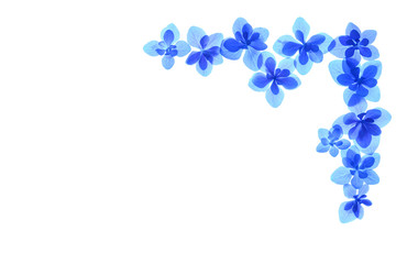 Fototapeta na wymiar 青色のアジサイの花　白背景 