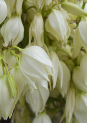 Obraz premium white flowers