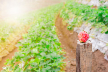 Strawberry fruits on wood floor in the strawberry plant with sun