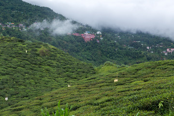 インド、ダージリンの山々
