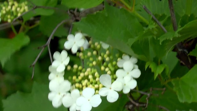 Flower on the green branch Viburnum opulus