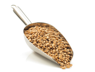wheat grain in scoop on white