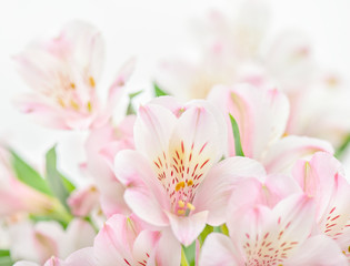 Pink flowers on white background with copy space.