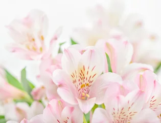 Foto op Canvas Pink flowers on white background with copy space. © Svetlana Fedoseeva