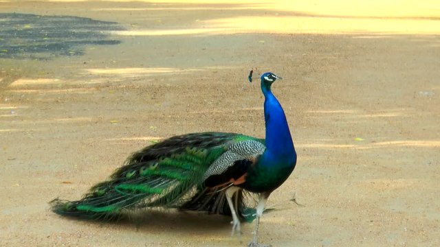 Peacock walking on the sandy path. His tail is omitted