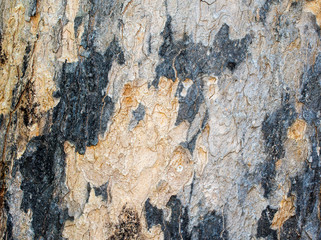 colored bark of a large tree 1