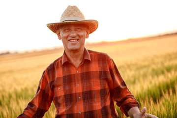 Portrait of senior farmer in a field examining wheat crop at sunset.