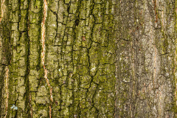 Rough bark of a big tree 6