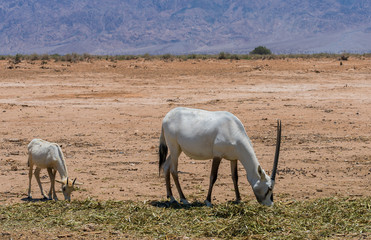 Baby and adult antelope, Arabian oryx (Oryx leucoryx) in desert nature reserve near Eilat, Israel
