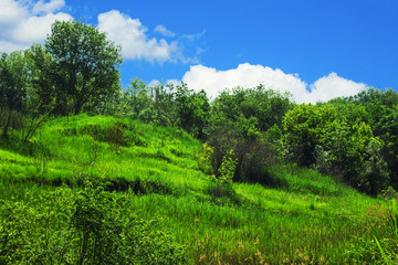 Obraz premium Trees on a background of blue sky and bright green lawn in front of them.